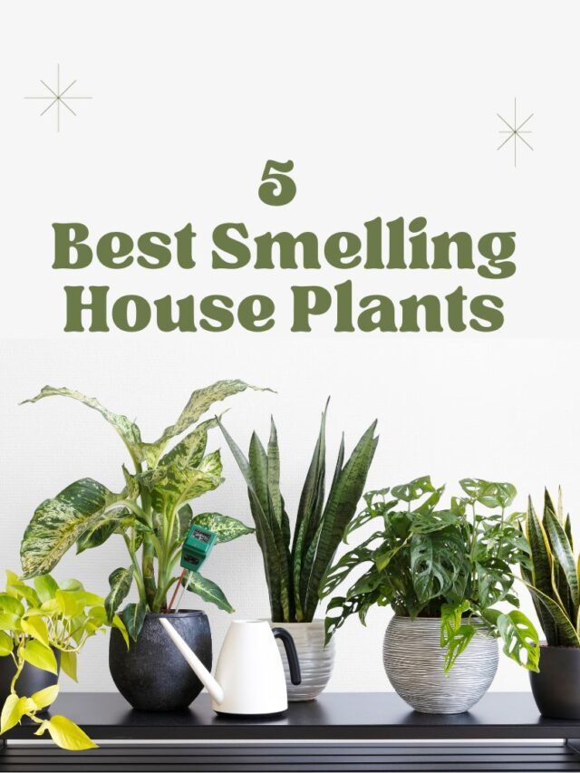 Transform Your Home with the 5 Best Smelling House Plants White Green Minimal House Plants Instagram Post (1)